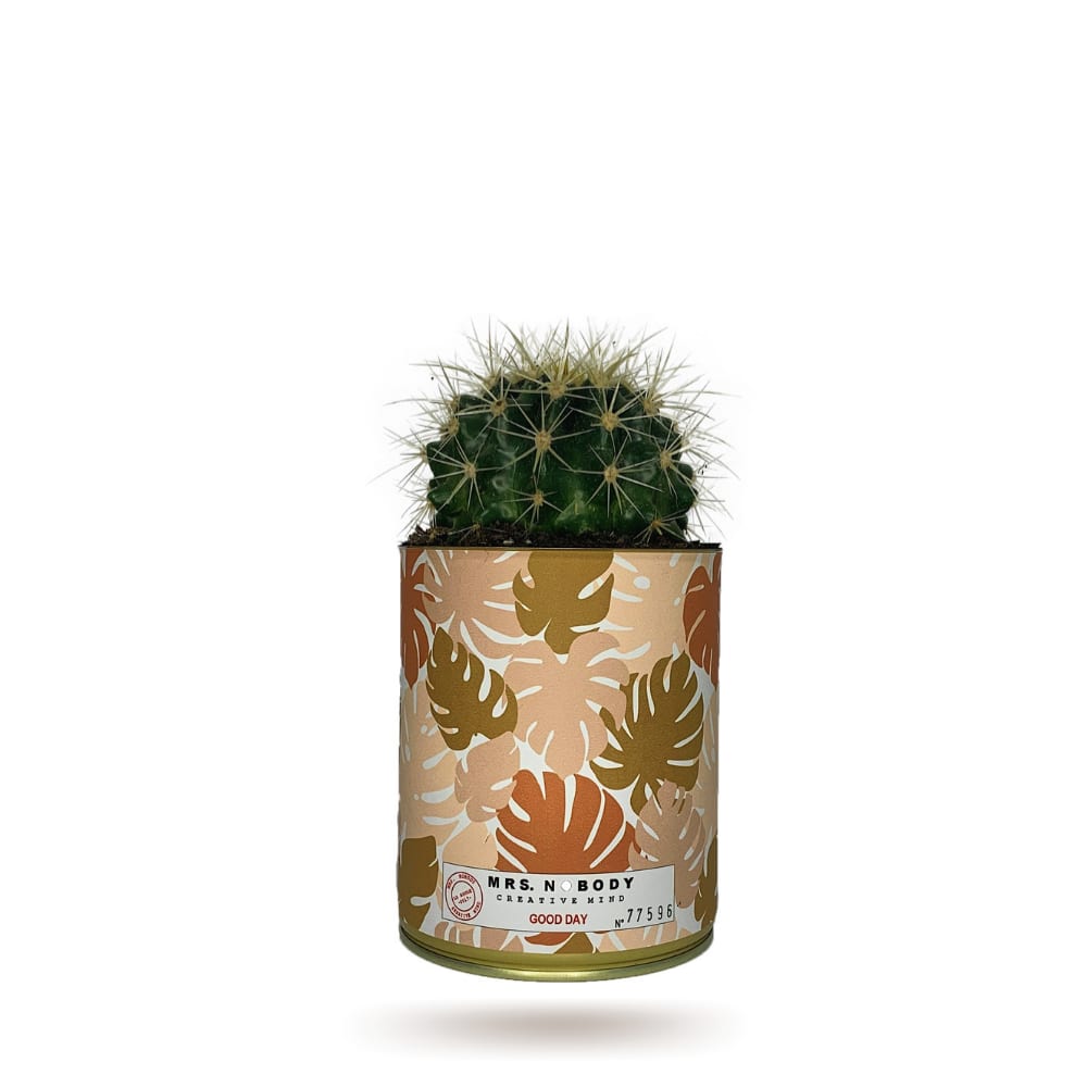 Cactus ou Succulente - Good Day - Cactus Boule
