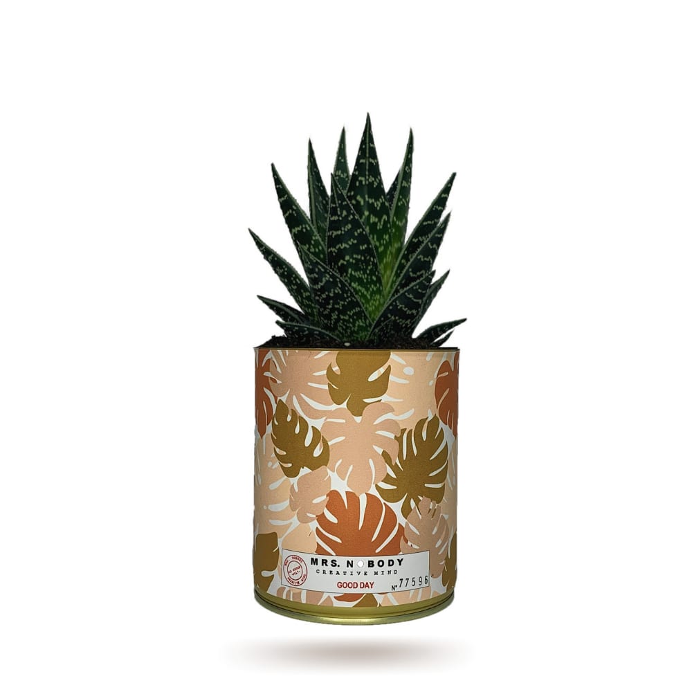 Cactus ou Succulente - Good Day - Aloe