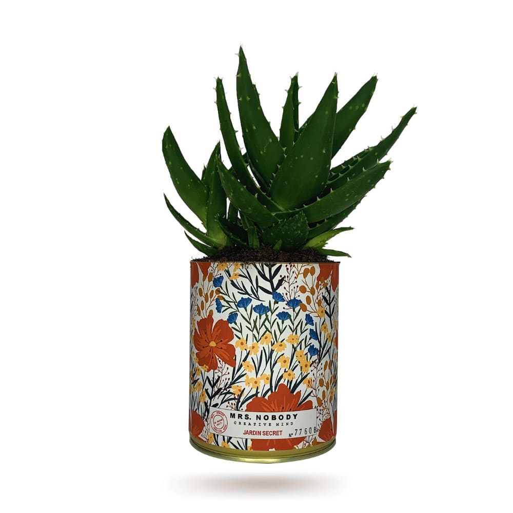Cactus ou Succulente - Jardin Secret - Aloe