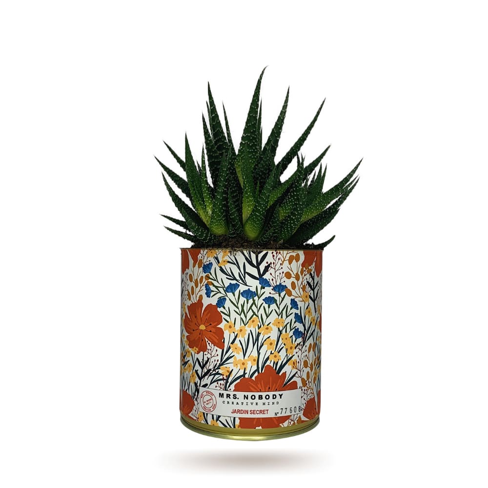Cactus ou Succulente - Jardin Secret - Haworthia Cactus ou Succulente - Jardin Secret - Haworthia