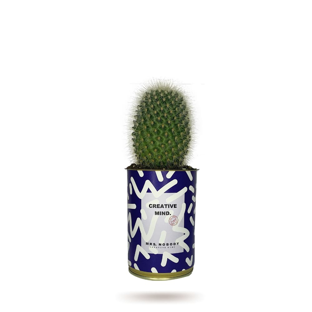 Cactus ou Succulente - Creative Mind - Cactus Boule