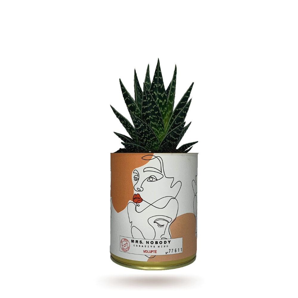 Cactus ou Succulente - Volupté - Aloe