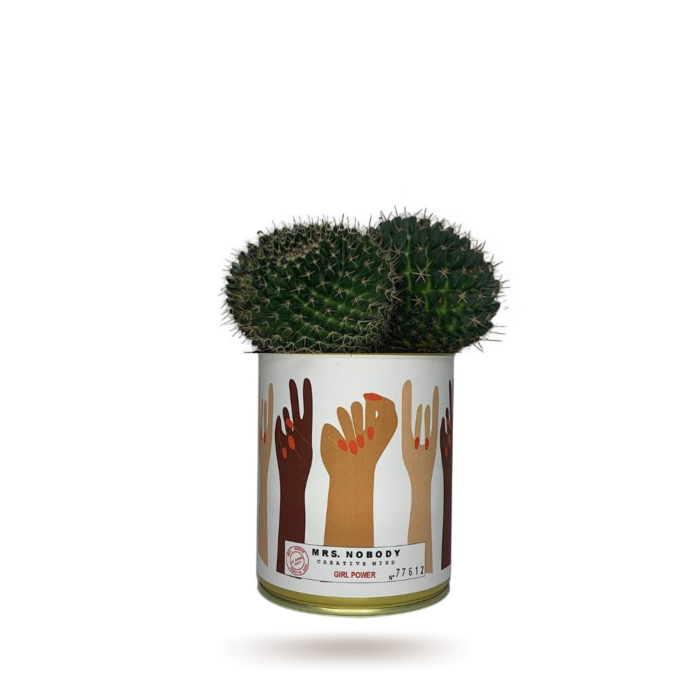 Cactus ou Succulente - Girl Power - Cactus Boule Cactus ou Succulente - Girl Power - Cactus Boule