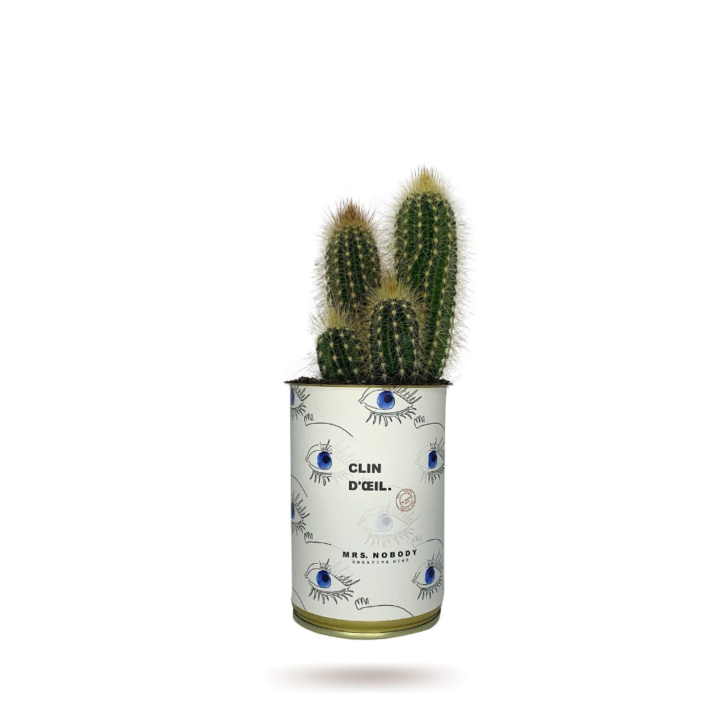 Cactus ou Succulente - Clin d'Œil - Cactus Colonne