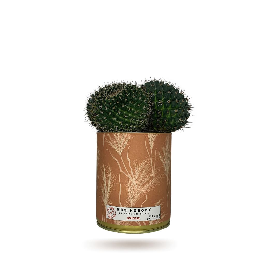 Cactus ou Succulente - Douceur - Cactus Boule