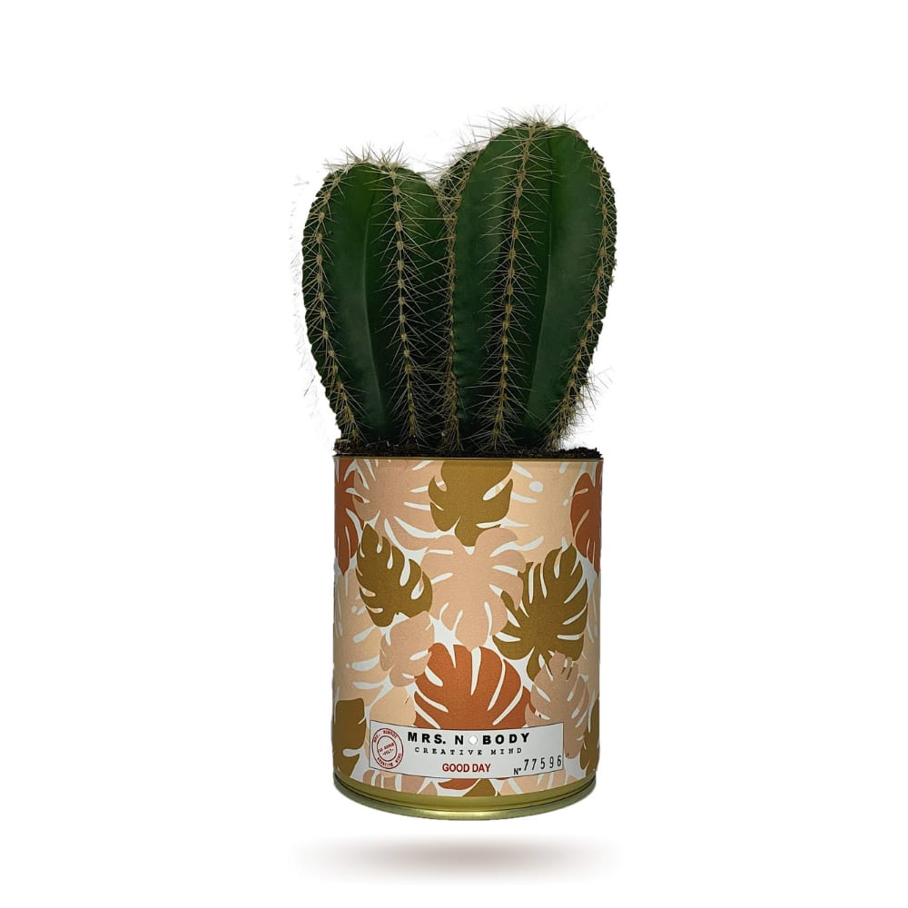 Cactus ou Succulente - Good Day - Cactus Colonne Cactus ou Succulente - Good Day - Cactus Colonne