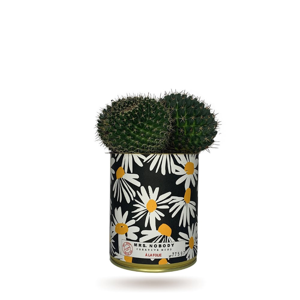 Cactus ou Succulente - À La Folie - Cactus Boule Cactus ou Succulente - À La Folie - Cactus Boule
