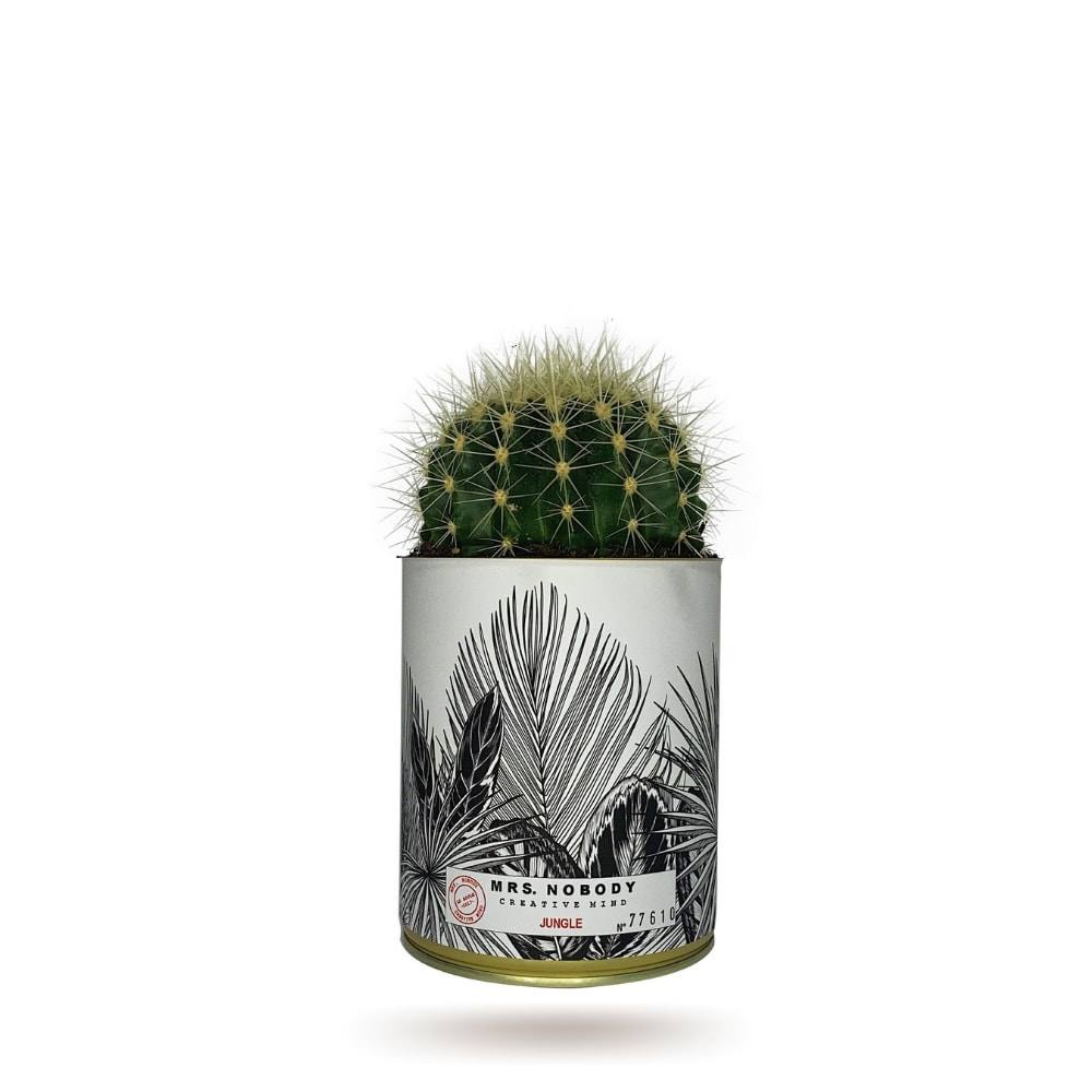 Cactus ou Succulente - Jungle - Cactus Boule