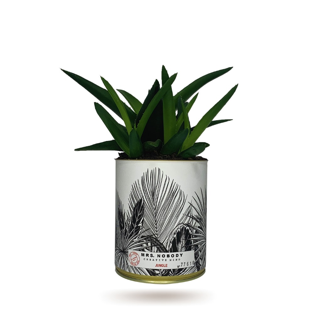 Cactus ou Succulente - Jungle - Haworthia