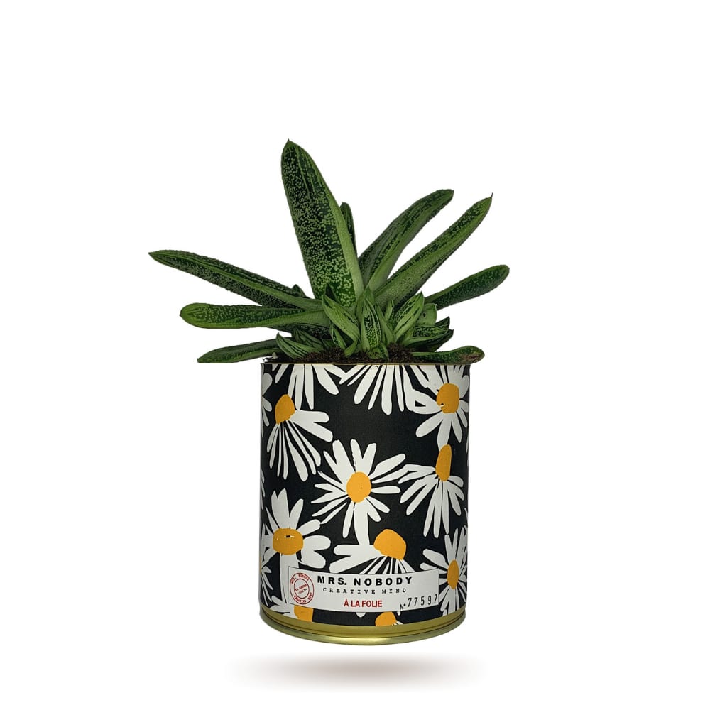 Cactus ou Succulente - À La Folie - Aloe Cactus ou Succulente - À La Folie - Aloe