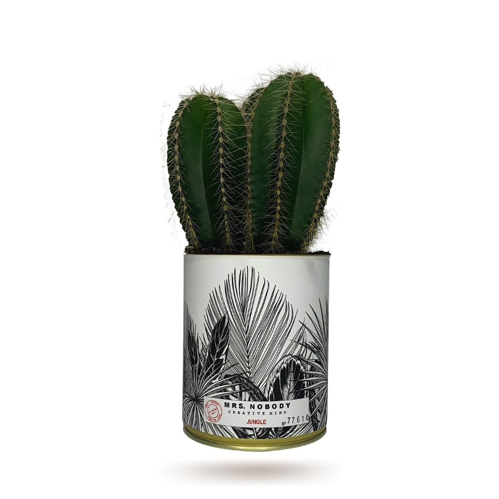Cactus ou Succulente - Jungle - Cactus Colonne