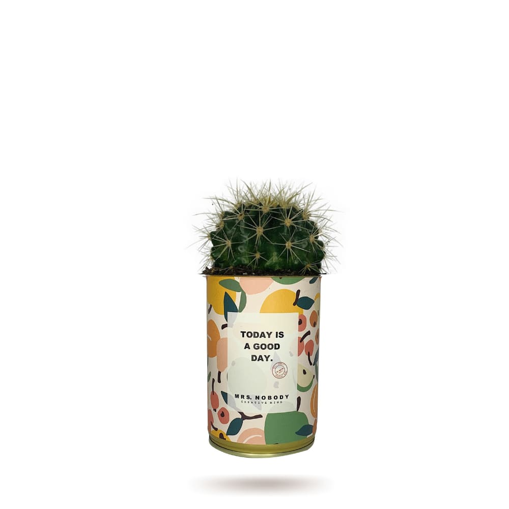 Cactus ou Succulente - Today Is A Good Day - Cactus Boule Cactus ou Succulente - Today Is A Good Day - Cactus Boule
