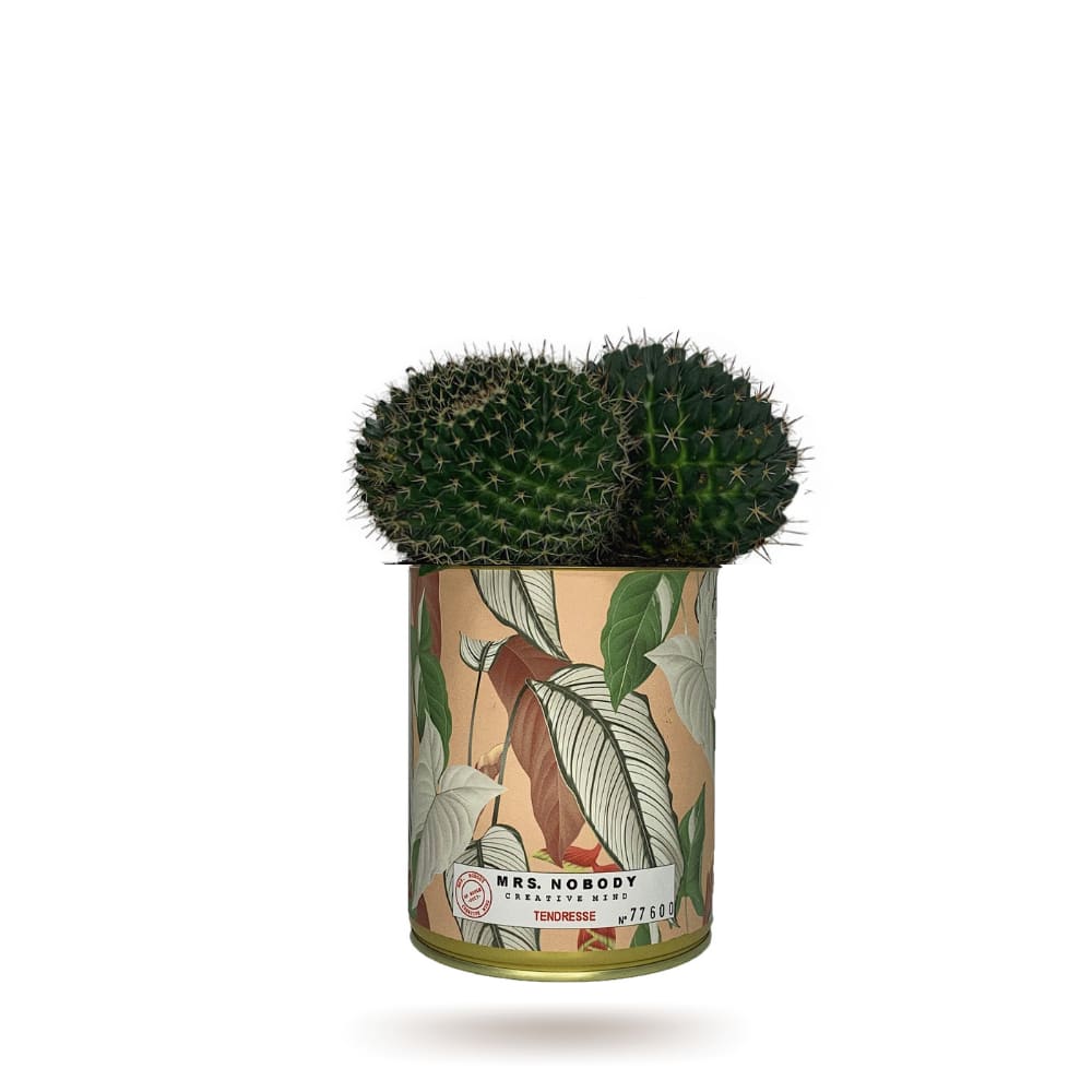 Cactus ou Succulente - Tendresse - Cactus Boule