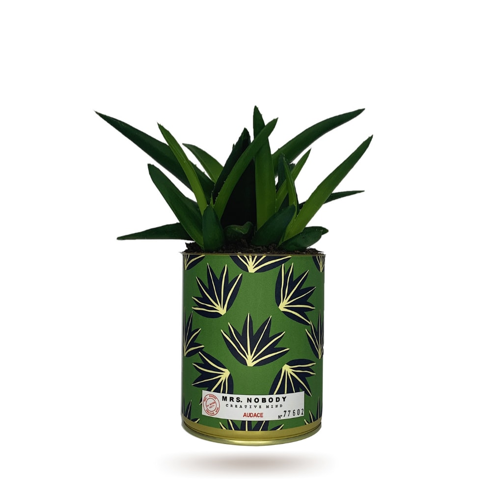 Cactus ou Succulente - Audace - Haworthia