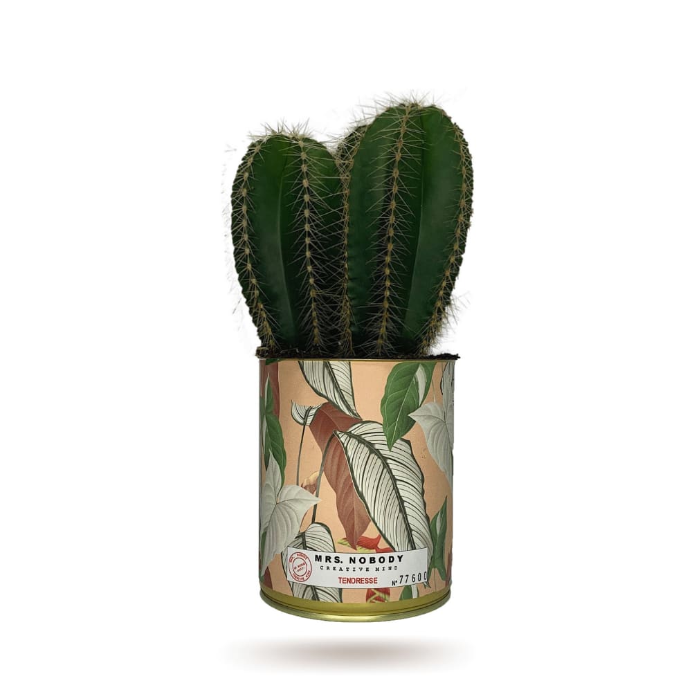 Cactus ou Succulente - Tendresse - Cactus Colonne