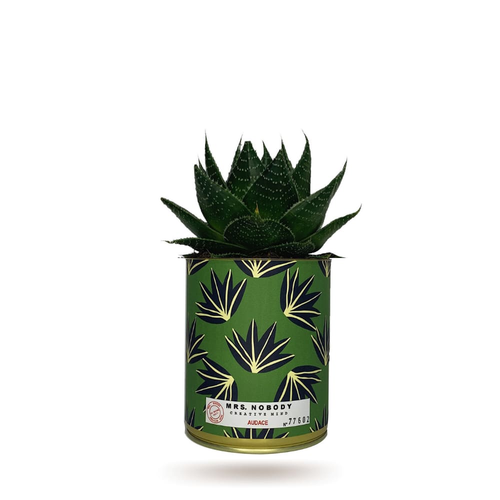 Cactus ou Succulente - Audace - Aloe Cactus ou Succulente - Audace - Aloe