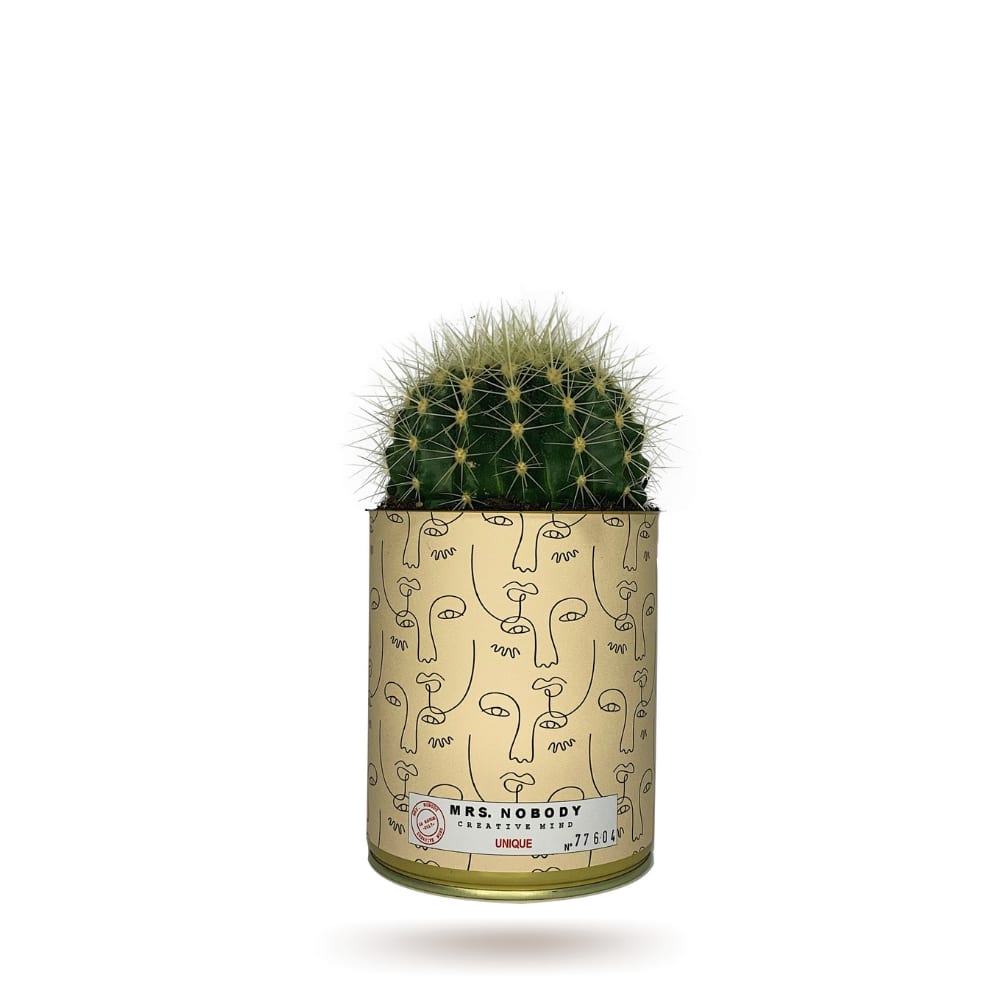 Cactus ou Succulente - Unique - Cactus Boule Cactus ou Succulente - Unique - Cactus Boule
