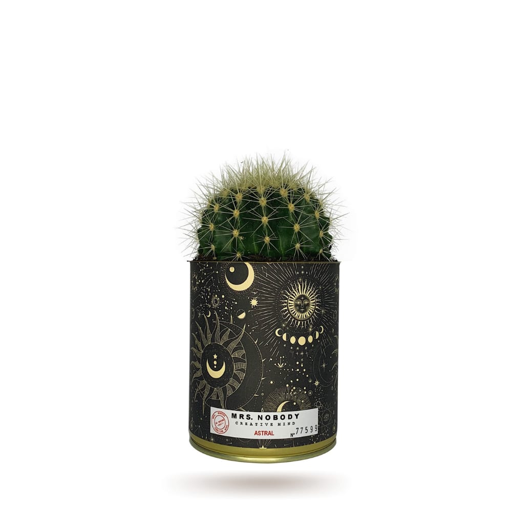 Cactus ou Succulente - Astral - Cactus Boule Cactus ou Succulente - Astral - Cactus Boule