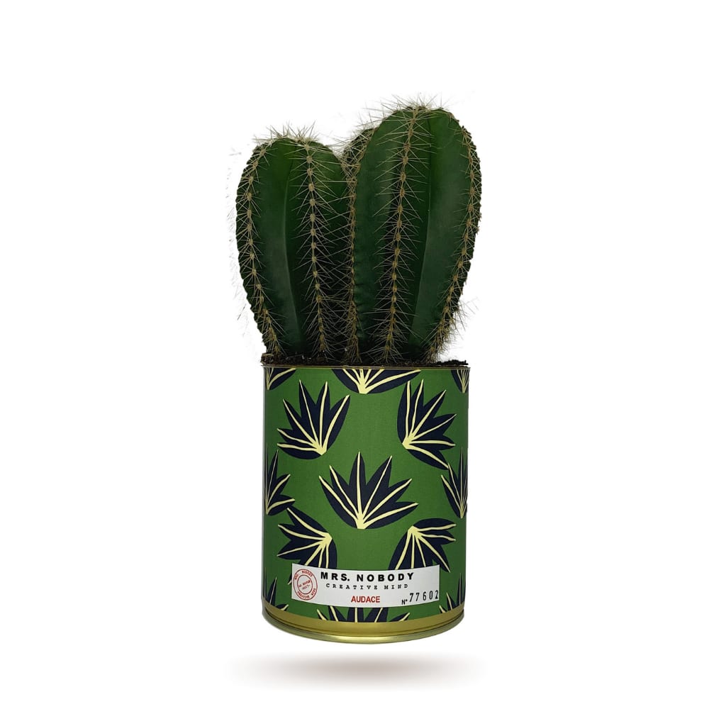 Cactus ou Succulente - Audace - Cactus Colonne Cactus ou Succulente - Audace - Cactus Colonne