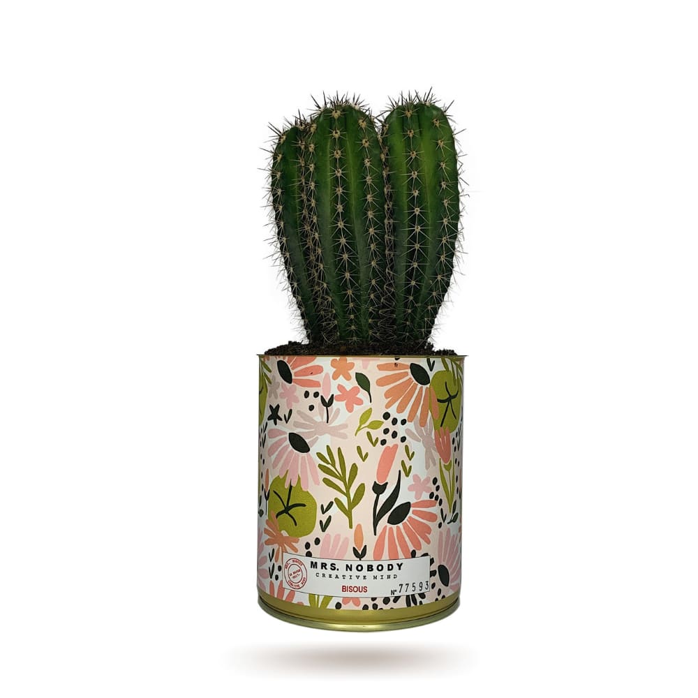 Cactus ou Succulente - Bisous - Cactus Colonne Cactus ou Succulente - Bisous - Cactus Colonne