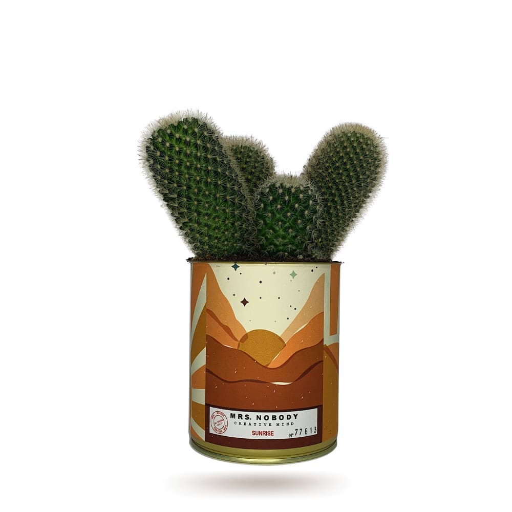 Cactus ou Succulente - Sunrise - Cactus Colonne Cactus ou Succulente - Sunrise - Cactus Colonne