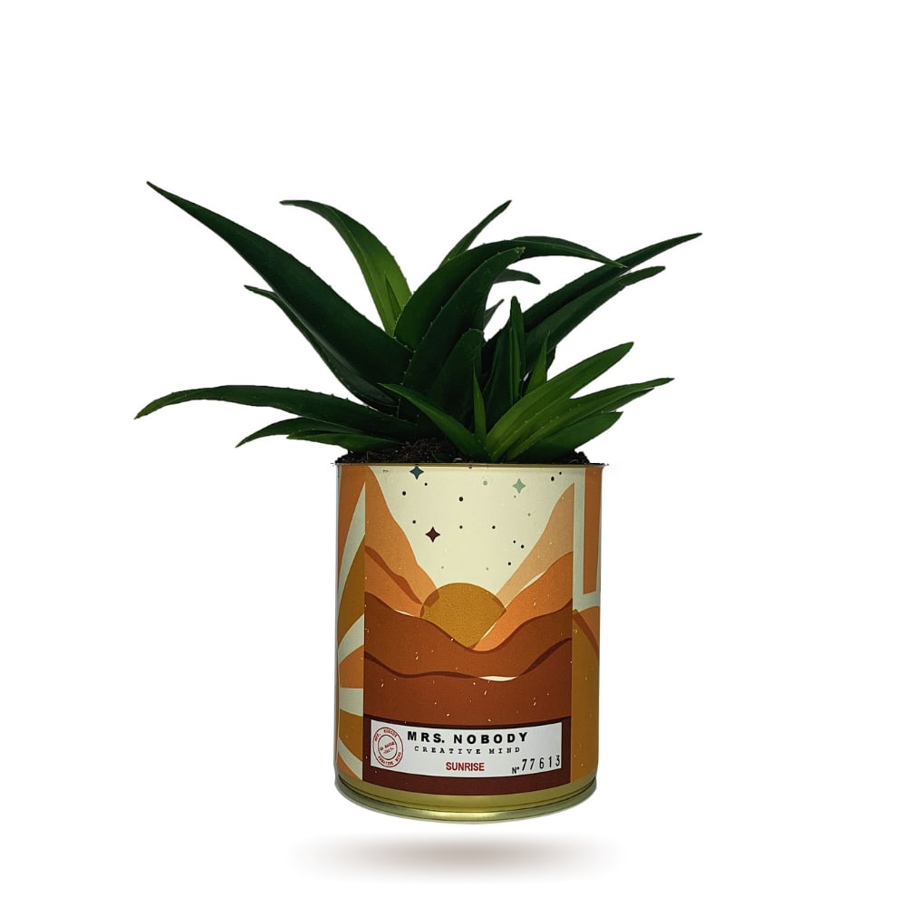 Cactus ou Succulente - Sunrise - Haworthia Cactus ou Succulente - Sunrise - Haworthia