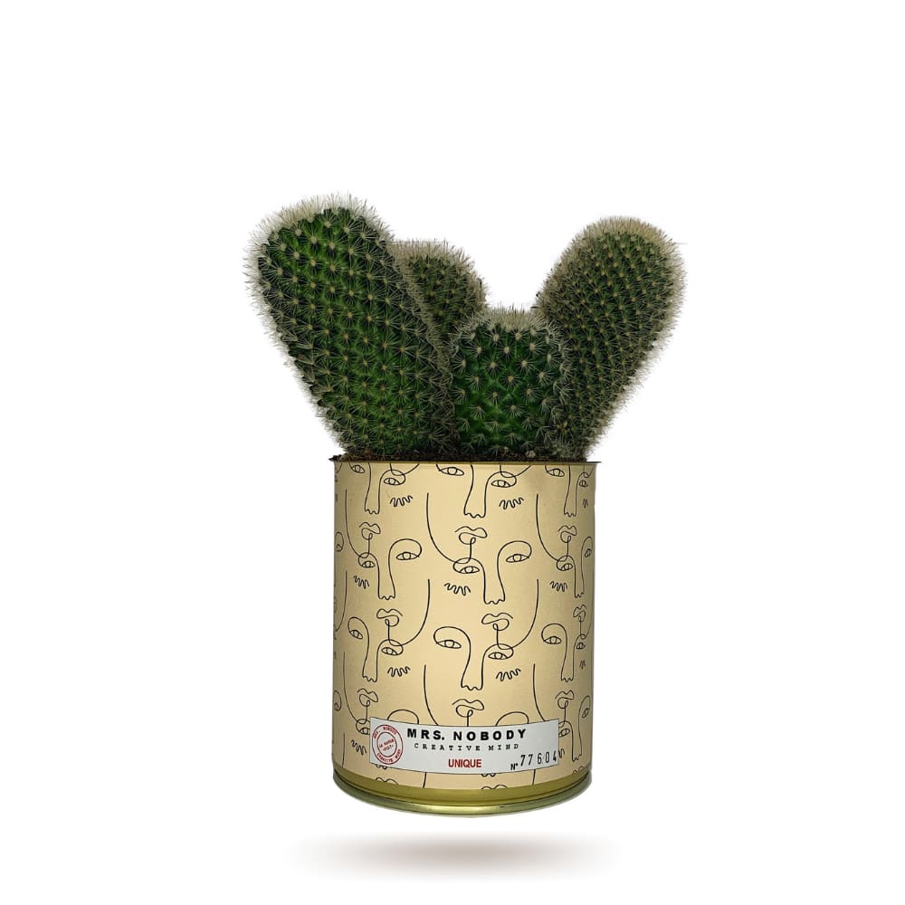 Cactus ou Succulente - Unique - Cactus Colonne