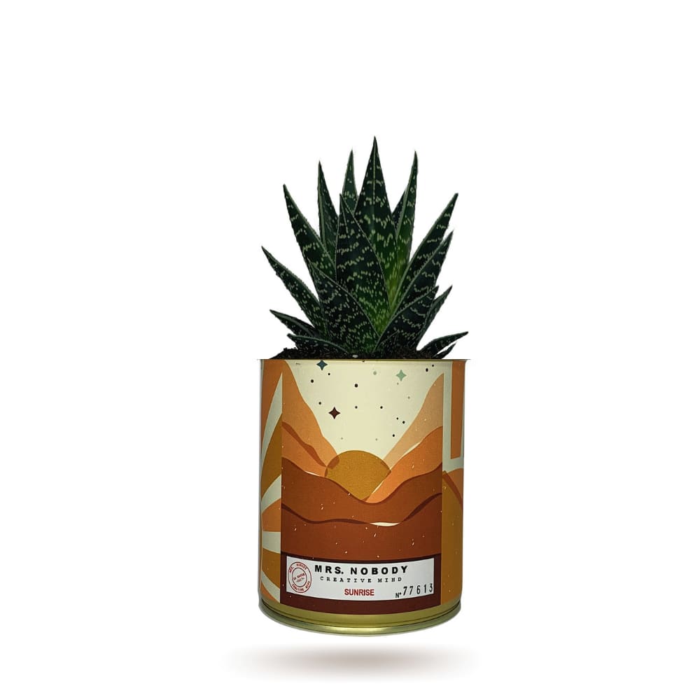 Cactus ou Succulente - Sunrise - Aloe