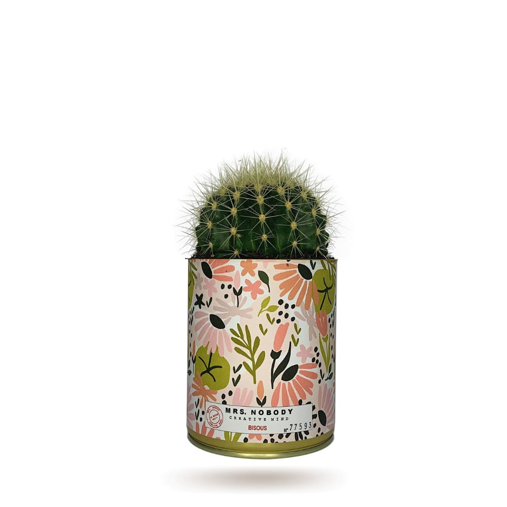 Cactus ou Succulente - Bisous - Cactus Boule Cactus ou Succulente - Bisous - Cactus Boule