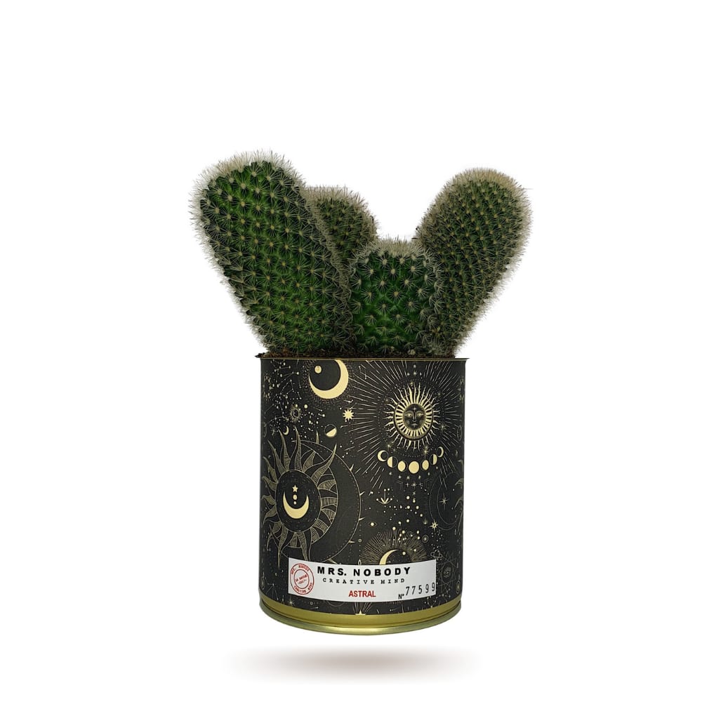 Cactus ou Succulente - Astral - Cactus Colonne Cactus ou Succulente - Astral - Cactus Colonne