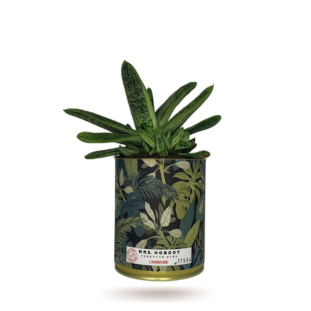 Cactus ou Succulente - L'Aventure - Aloe Cactus ou Succulente - L'Aventure - Aloe