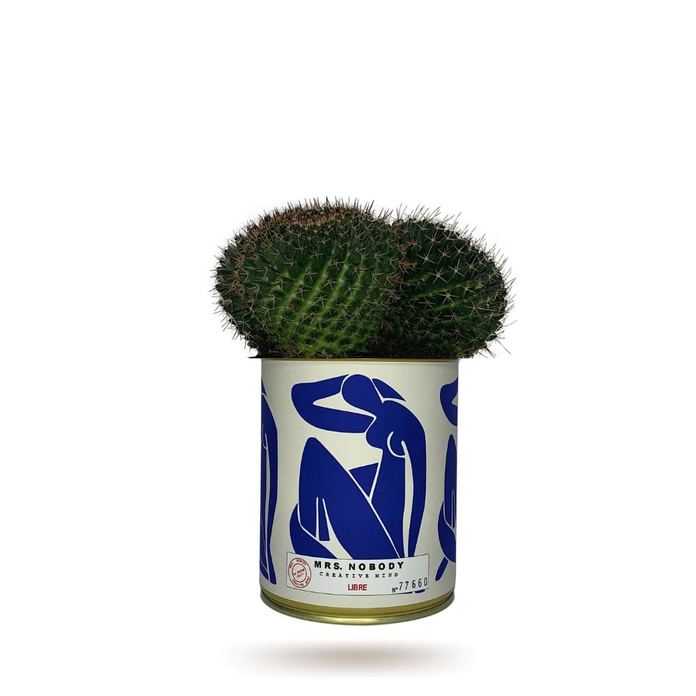 Cactus ou Succulente - Libre - Cactus Boule Cactus ou Succulente - Libre - Cactus Boule