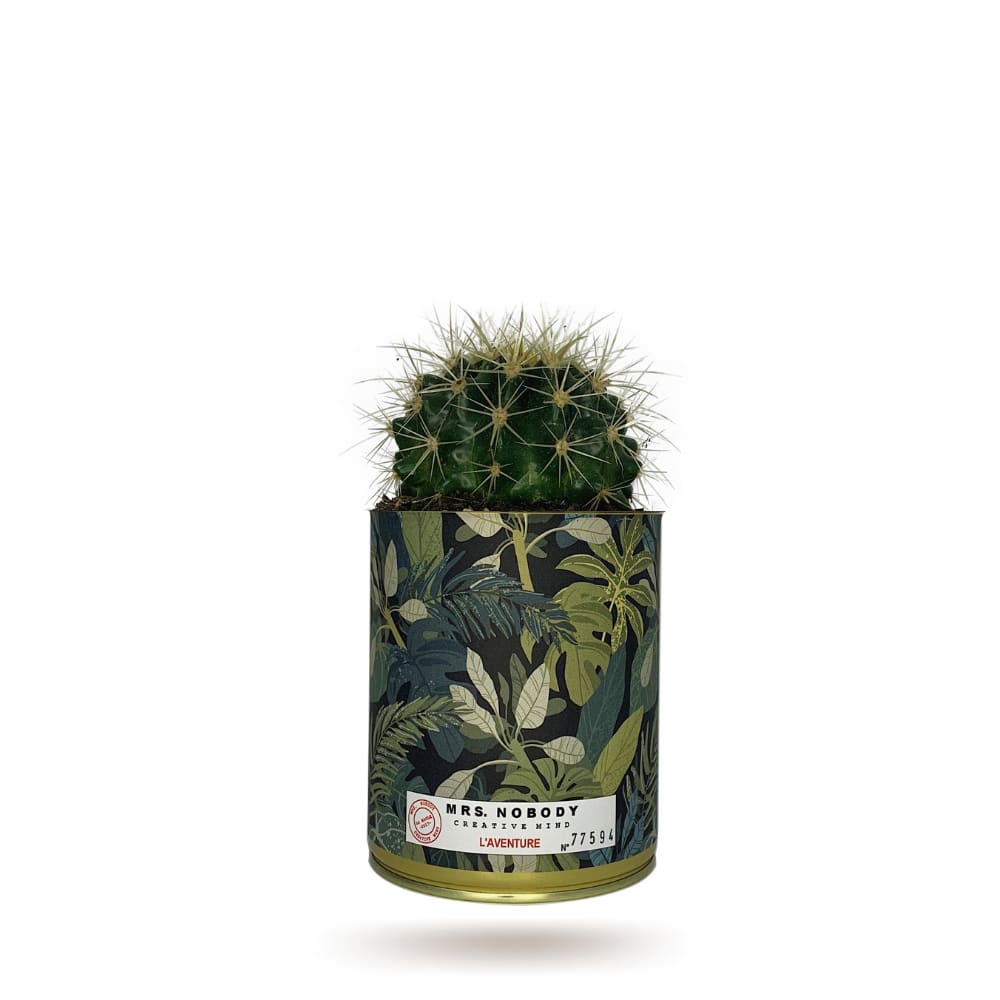 Cactus ou Succulente - L'Aventure - Cactus Boule Cactus ou Succulente - L'Aventure - Cactus Boule
