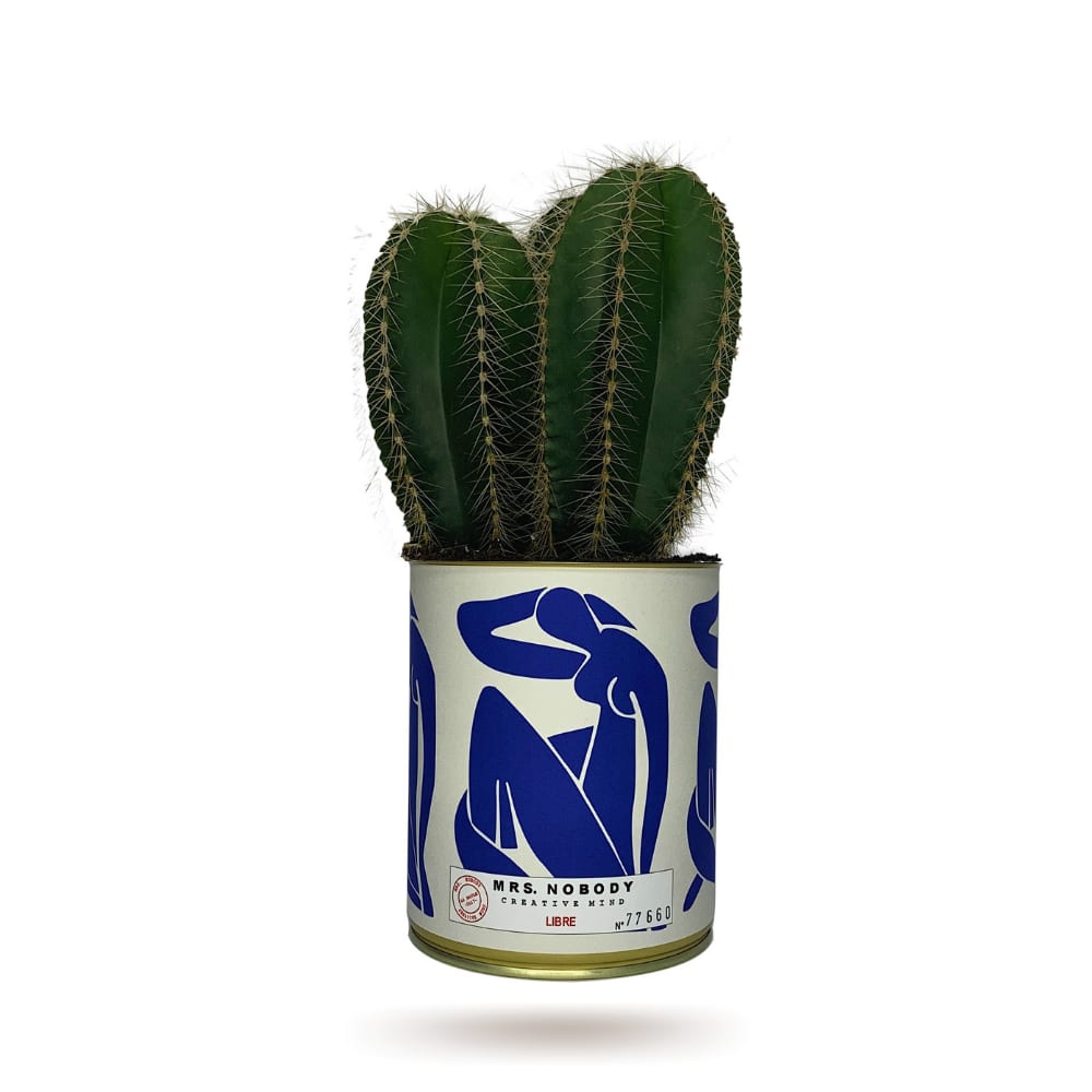 Cactus ou Succulente - Libre - Cactus Colonne Cactus ou Succulente - Libre - Cactus Colonne