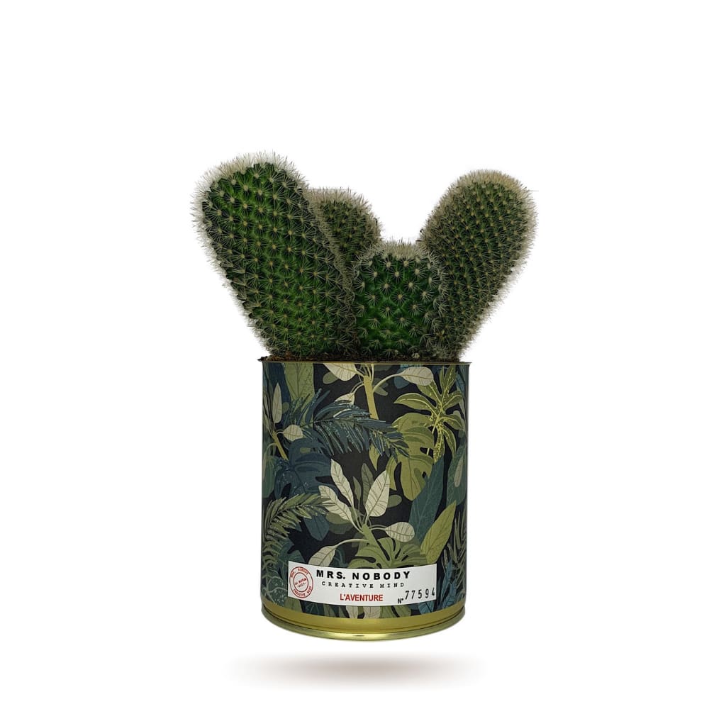 Cactus ou Succulente - L'Aventure - Cactus Colonne Cactus ou Succulente - L'Aventure - Cactus Colonne