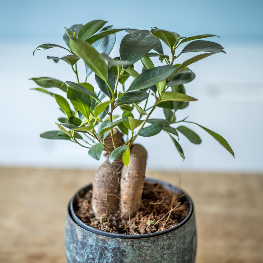 Plante d'intérieur ficus microcarpia ginseng