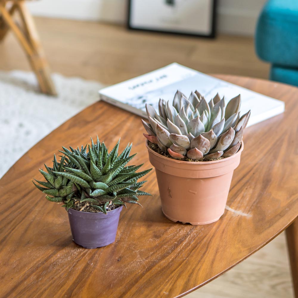 Plante d'intérieur succulente facile d'entretien - Lot de 2