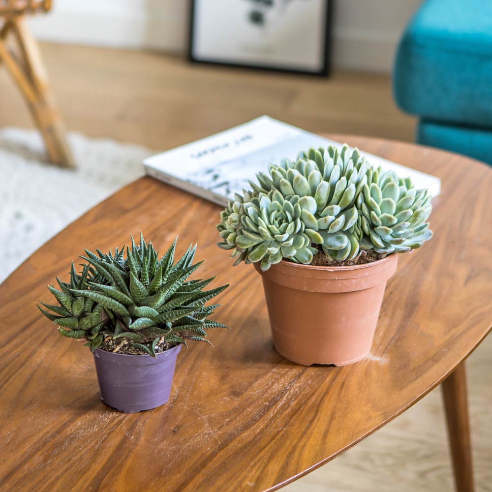 Plante d'intérieur grasse facile d'entretien - Lot de 2