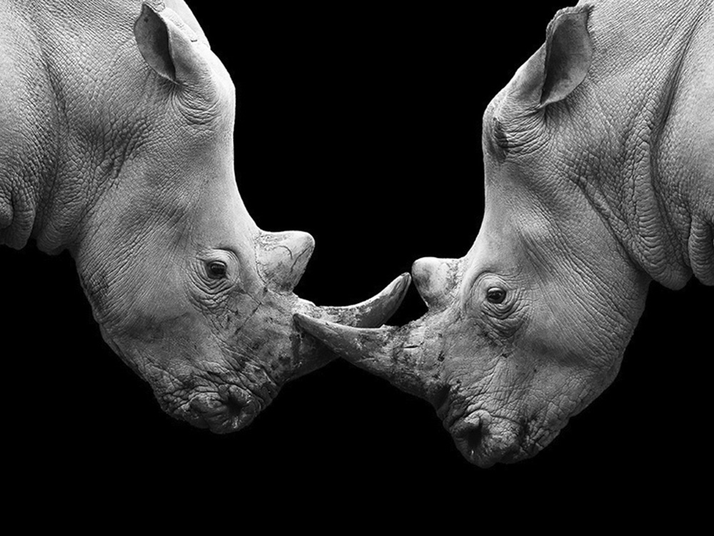 Photographie d'art de Guillaume Mordacq 30x45 cm sur plexi Photographie d'art de Guillaume Mordacq 30x45 cm sur plexi