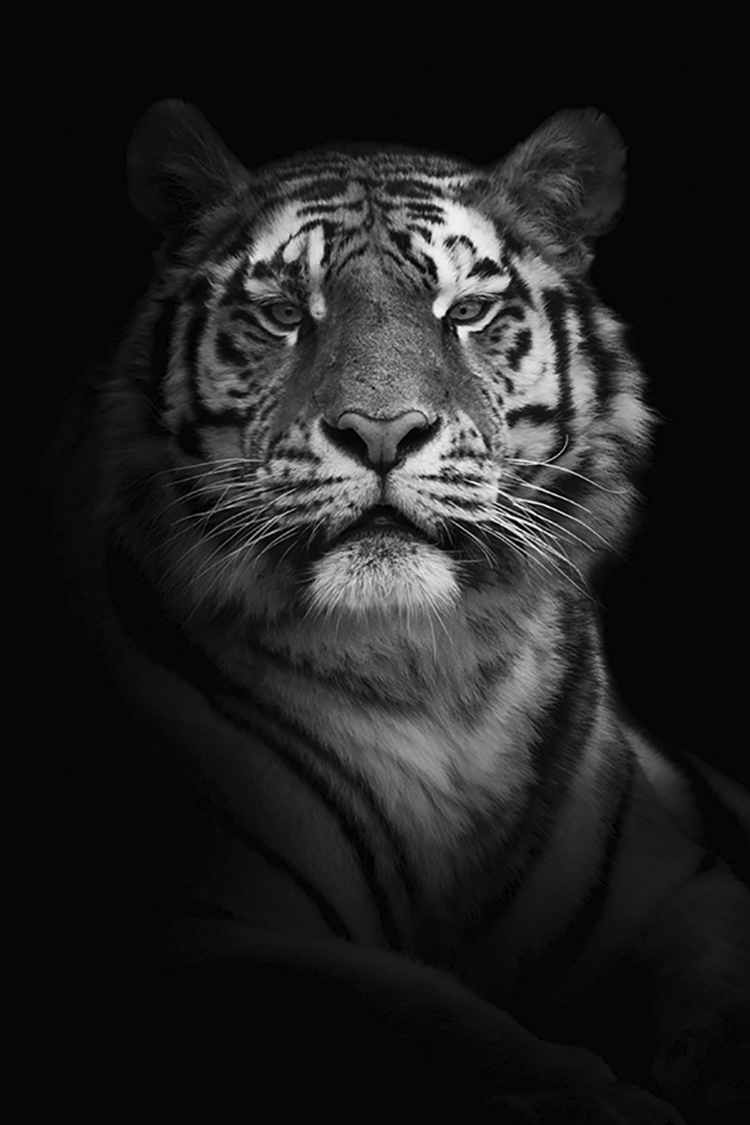 Photographie d'art de Guillaume Mordacq 30x45 cm sur alu Photographie d'art de Guillaume Mordacq 30x45 cm sur alu
