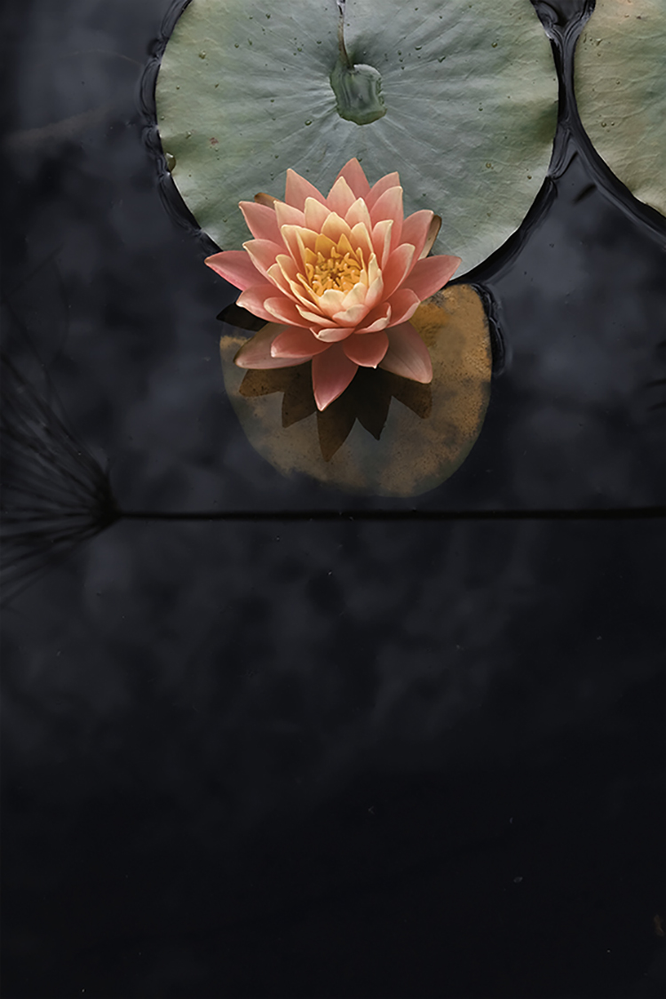 Photographie d'art de Zoé Pignolet 60x90 cm sur plexi Photographie d'art de Zoé Pignolet 60x90 cm sur plexi