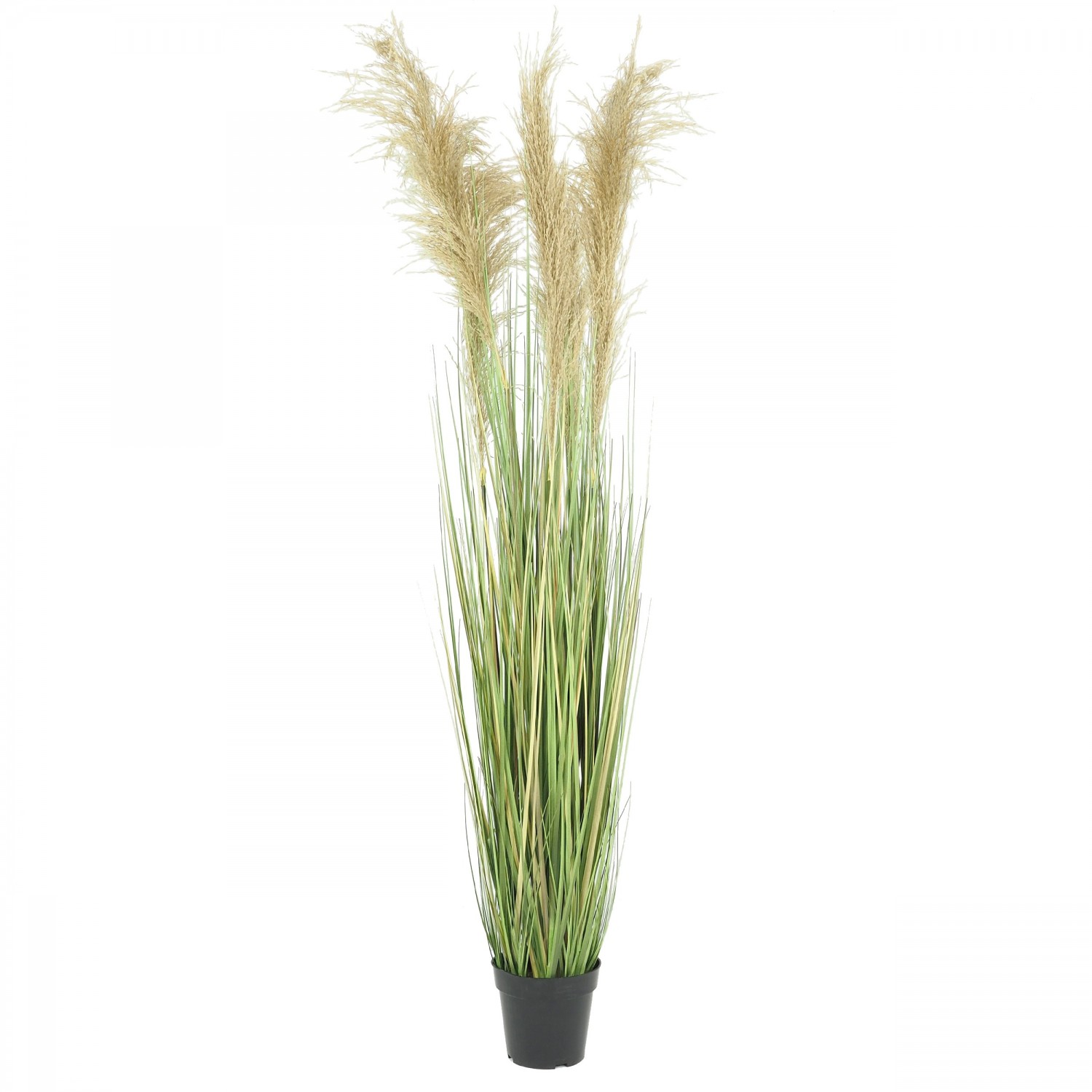 Herbe de la pampa plumeaux naturels tiges artificielles 150 cm Herbe de la pampa plumeaux naturels tiges artificielles 150 cm