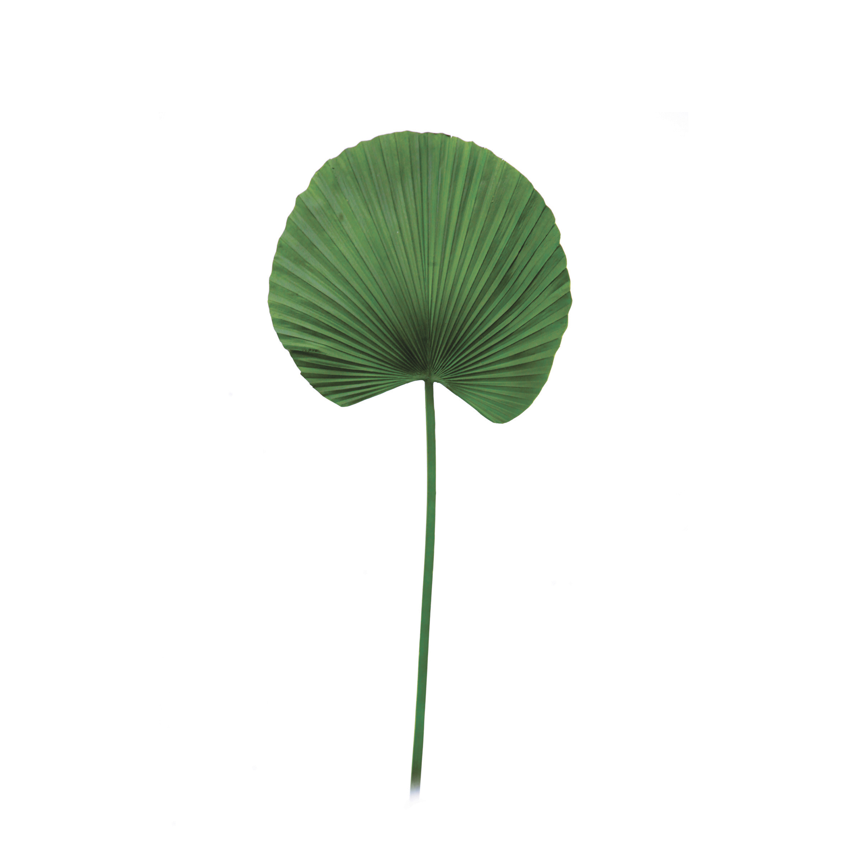 Grande feuille de palme artificielle Grande feuille de palme artificielle