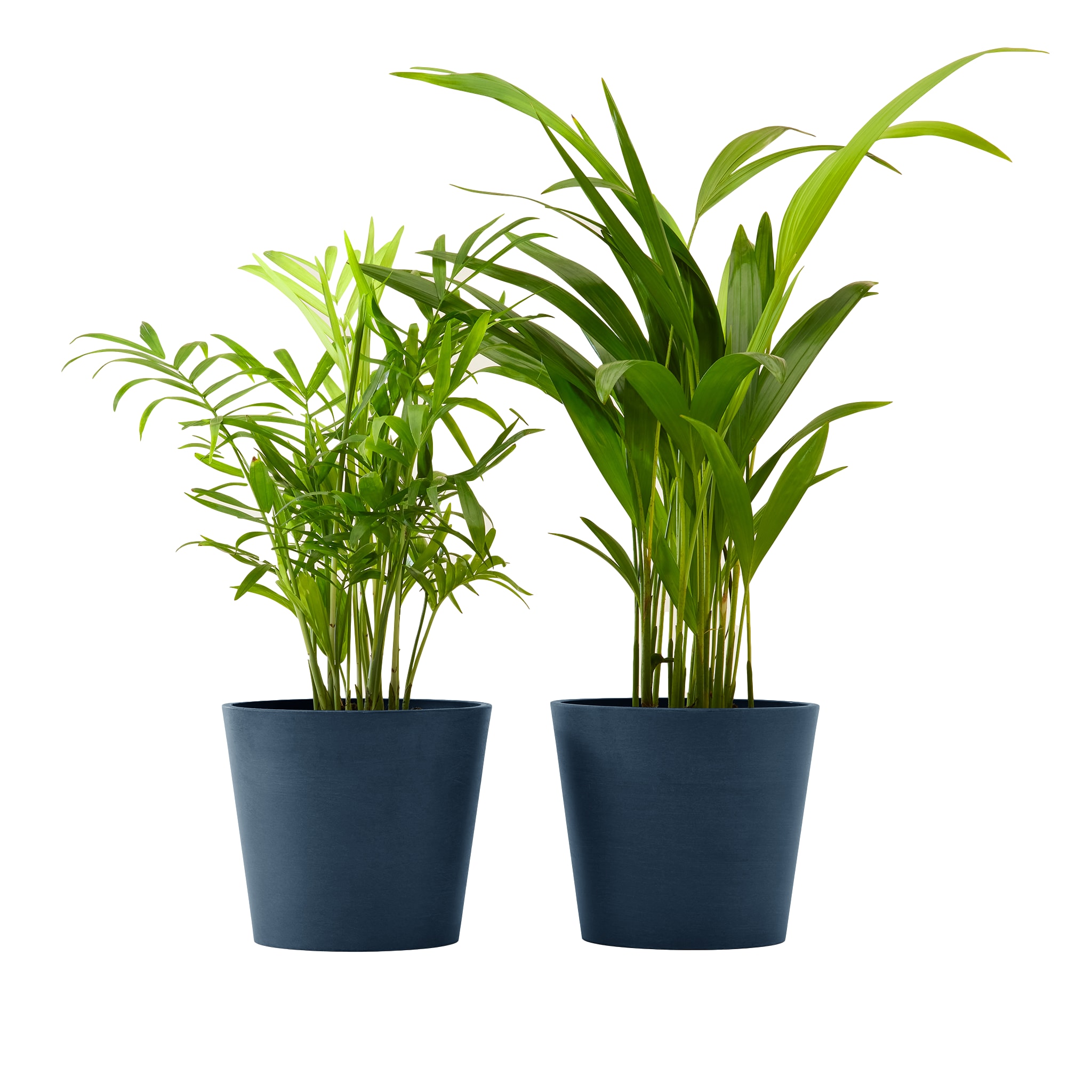 Plante x2 - Palmier areca et chamedora 40 cm pot bleu nuit (photo) Plante x2 - Palmier areca et chamedora 40 cm pot bleu nuit