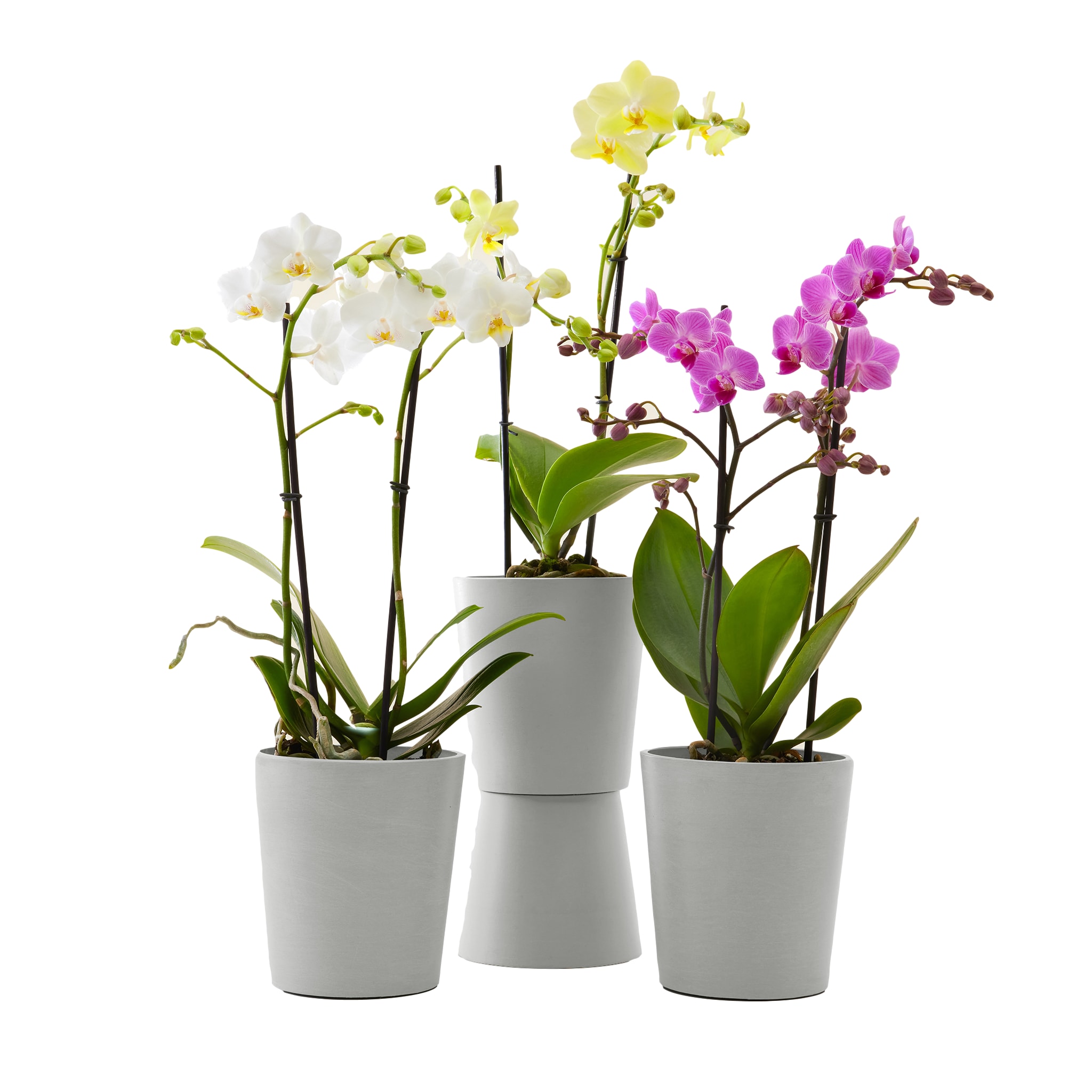 Plante - Trio d'orchidées de 50 cm en pot blanc gris (photo) Plante - Trio d'orchidées de 50 cm en pot blanc gris