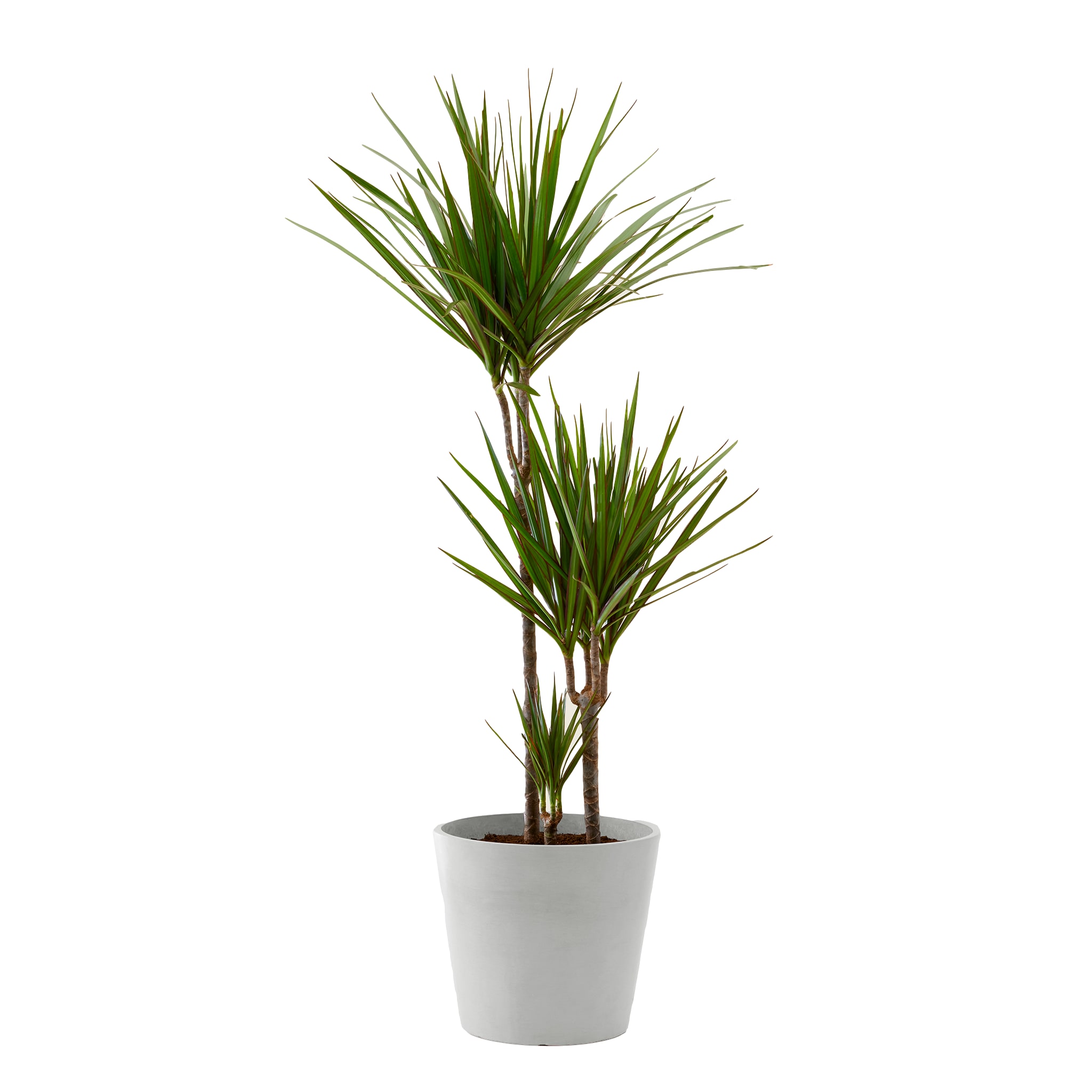 Plante d'intérieur - Dracaena 125 cm en pot blanc gris Plante d'intérieur - Dracaena 125 cm en pot blanc gris