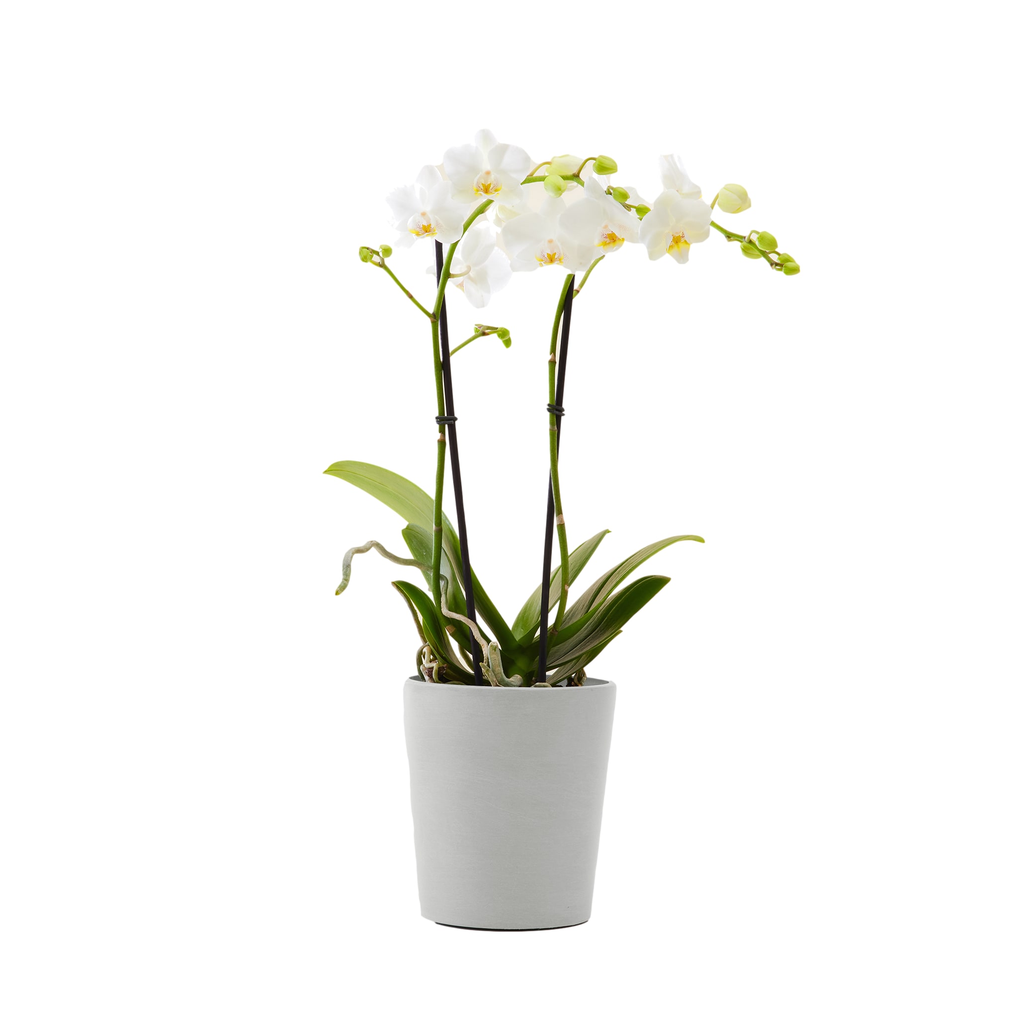 Plante d'intérieur - Orchidée blanche 50 cm en pot blanc gris Plante d'intérieur - Orchidée blanche 50 cm en pot blanc gris