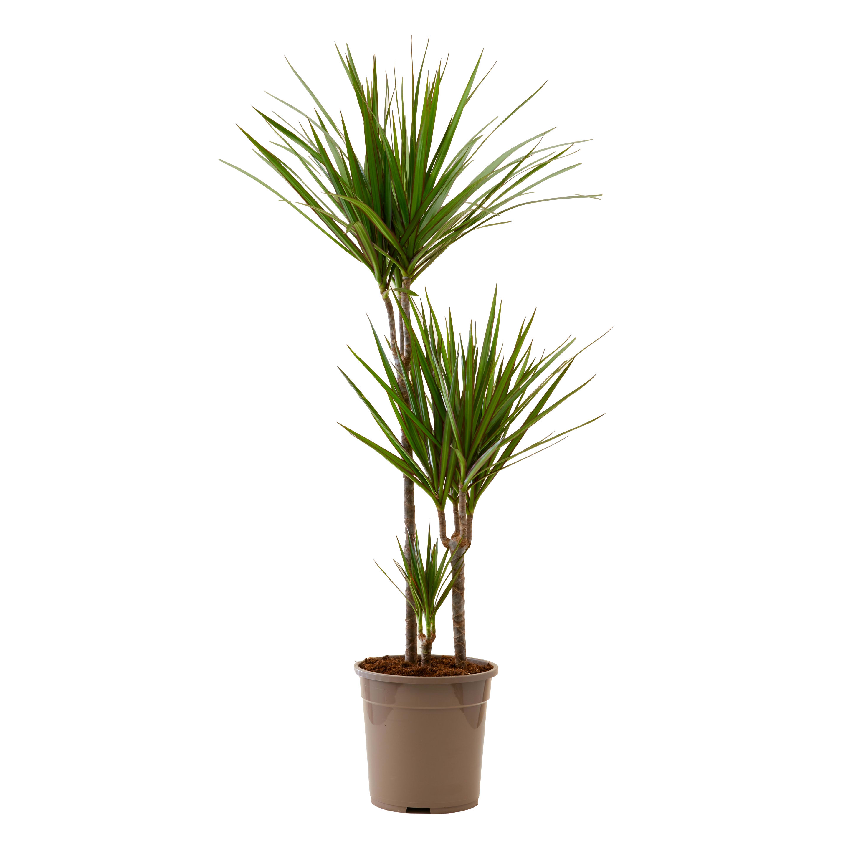 Plante d'intérieur - Dracaena Marginata