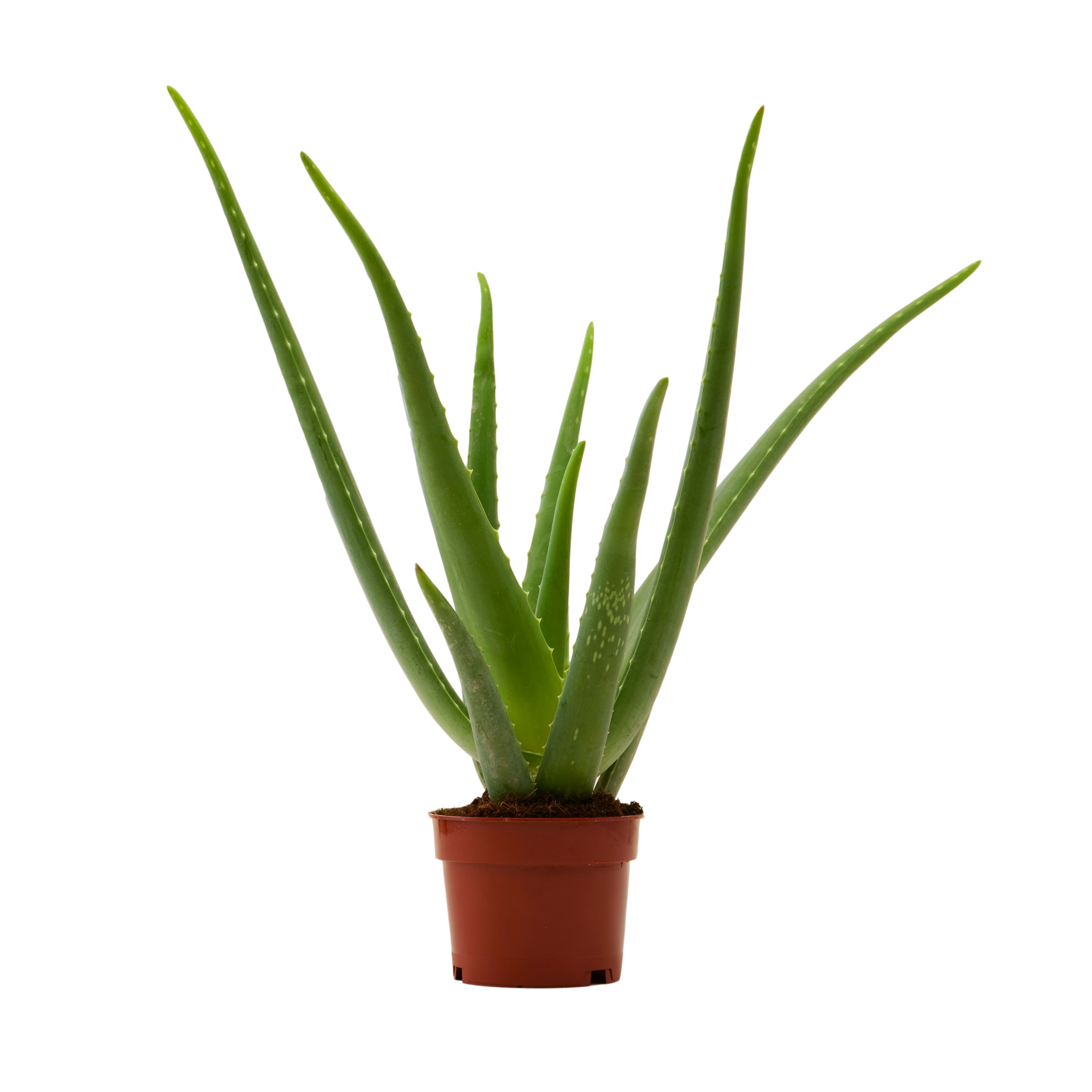 Plante d'intérieur - Aloe Vera Plante d'intérieur - Aloe Vera