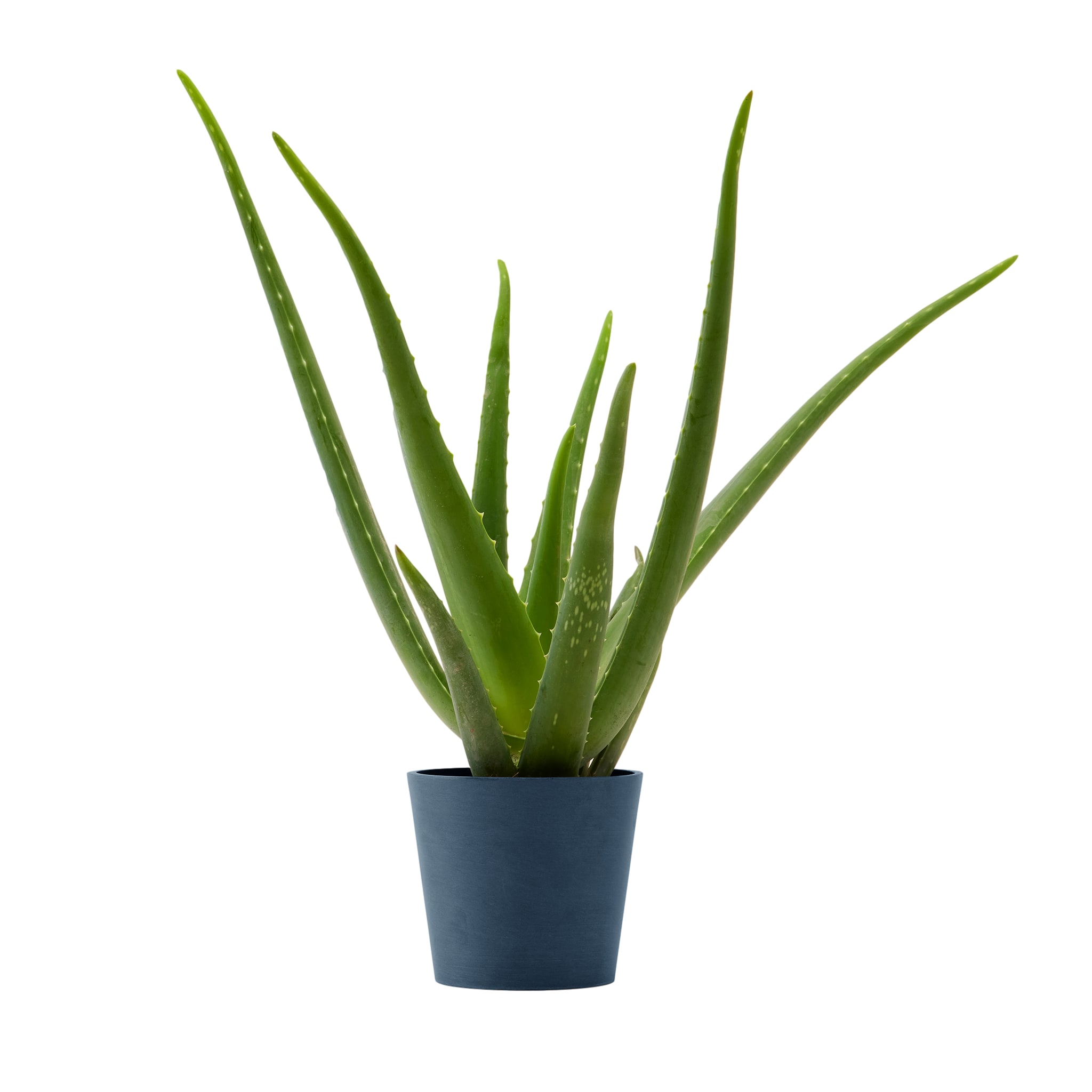 Plante d'intérieur - Aloe Vera de 25 cm en pot bleu nuit